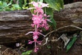 Pink flower and trunk